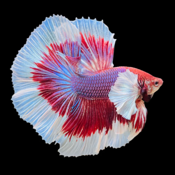 Lavander Betta Splendens Halfmoon 2