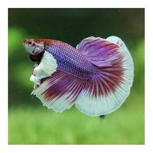 Lavander Betta splendens hameaux