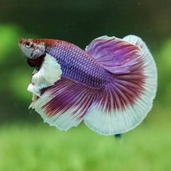 Lavander Betta splendens hameaux