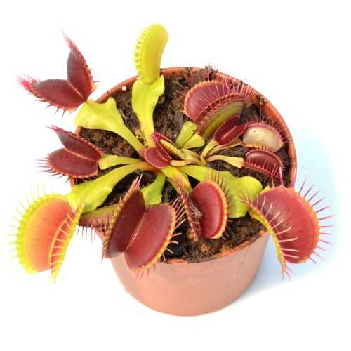 Dionaea muscipula Standard - Pianta Carnivora...