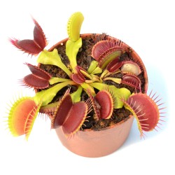 Dionaea muscipula Standard - Pianta Carnivora Venere Acchiappamosche Vaso 6,5 cm per Principianti e Collezionisti