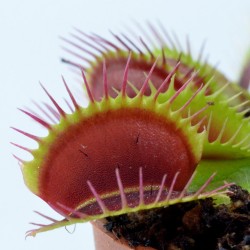 Dionaea muscipula Standard - Pianta Carnivora Venere Acchiappamosche Vaso 6,5 cm per Principianti e Collezionisti