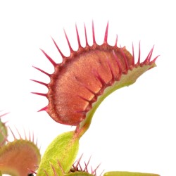 Dionaea muscipula Standard - Pianta Carnivora Venere Acchiappamosche Vaso 6,5 cm per Principianti e Collezionisti