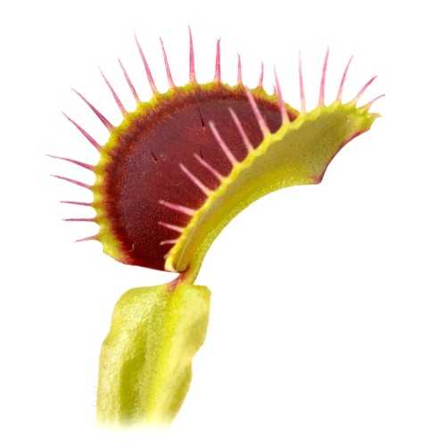 Dionaea muscipula Standard - Pianta Carnivora...