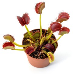 Dionaea muscipula Gigante - Pianta Carnivora Venere Acchiappamosche a Trappole Giganti in Vaso 6,5 cm