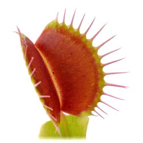 Dionaea muscipula Gigante - Pianta Carnivora...
