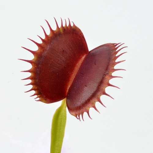 Dionaea muscipula Gigante - Pianta Carnivora...