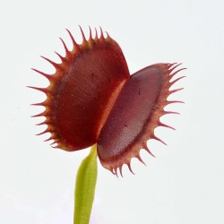 copy of Calcifida Utricularia Plante carnivore en coupe - Aqua Art Plante carnivore de terrarium