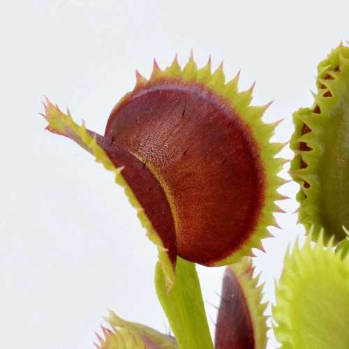 Dionaea muscipula Gigante - Pianta Carnivora...