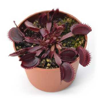 Dionaea muscipula Rossa - Pianta Carnivora Venere...