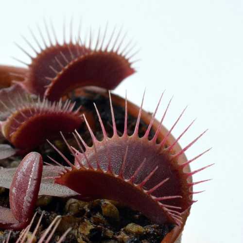 Dionaea muscipula Rossa - Pianta Carnivora...