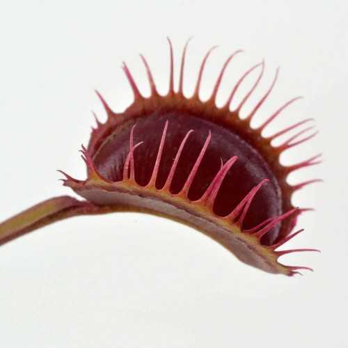 copy of Calcifida Utricularia Plante carnivore...