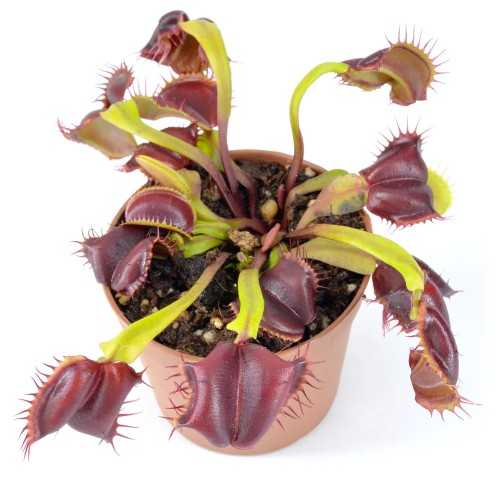 Dionaea muscipula Insolita - Pianta Carnivora...