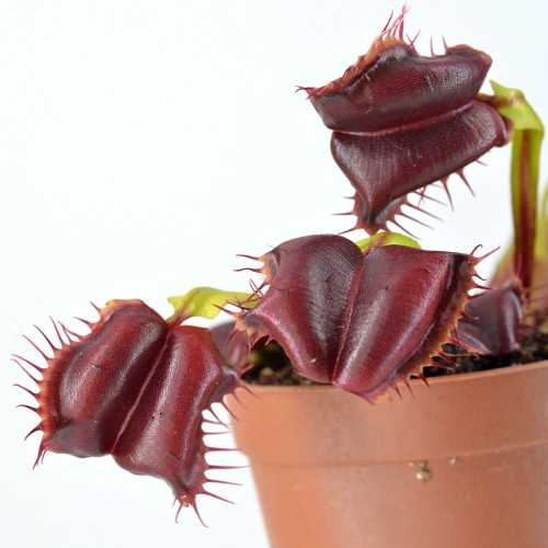 Dionaea muscipula Insolita - Pianta Carnivora...