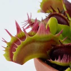 copy of Calycifida Utricularia Carnivorous Plant in Cup - Aqua Art Terrarium carnivorous plant