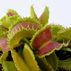 Dionaea muscipula Insolita - Pianta Carnivora Venere Acchiappamosche con Trappole dalla Forma Particolare Vaso 6,5 cm