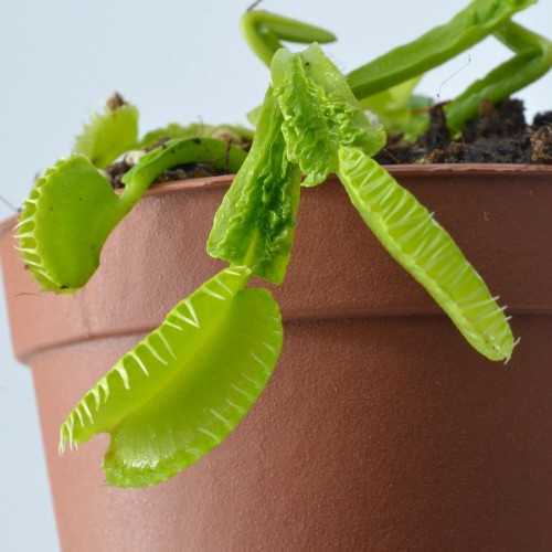 copy of Calcifida Utricularia Plante carnivore...