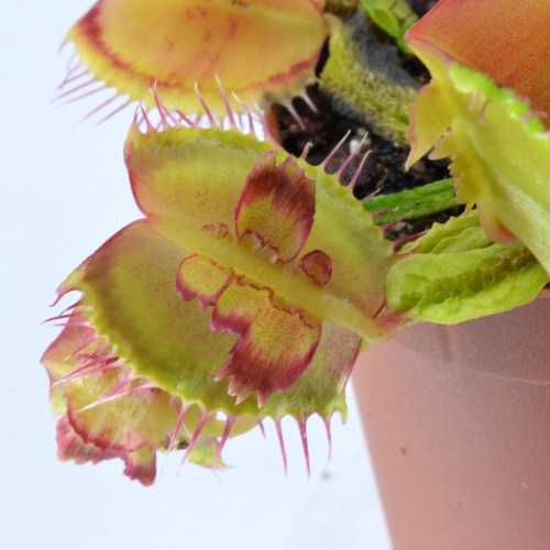 copy of Calycifida Utricularia Carnivorous...