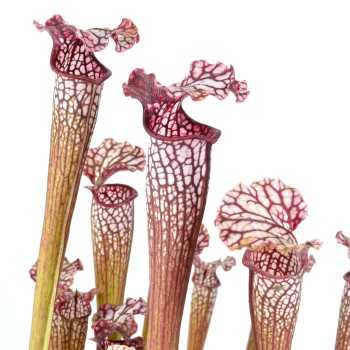 copy of Calcifida Utricularia Plante carnivore en coupe -...