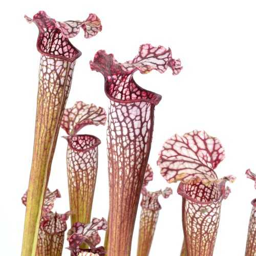 Sarracenia Colorata - Pianta Carnivora Ibrido...