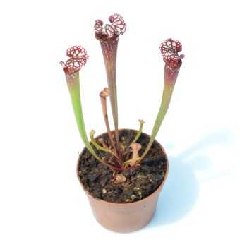 copy of Calycifida Utricularia Carnivorous Plant in Cup -... 2