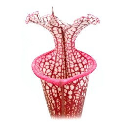 copy of Calcifida Utricularia Plante carnivore en coupe - Aqua Art Plante carnivore de terrarium