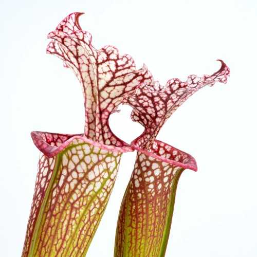 copy of Calcifida Utricularia Plante carnivore...