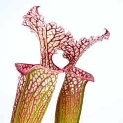 Sarracenia Colorata - Pianta Carnivora Ibrido Selezionato con Ascidi Variopinti in Vaso 6,5 cm