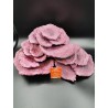 Plates a fiore Real Reef Rock Rocce sintetiche vive