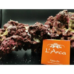 Real Reef Rock Rocce sintetiche vive