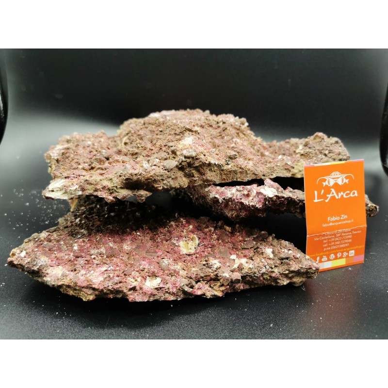  Shelf Real Reef Rock Rocce sintetiche vive