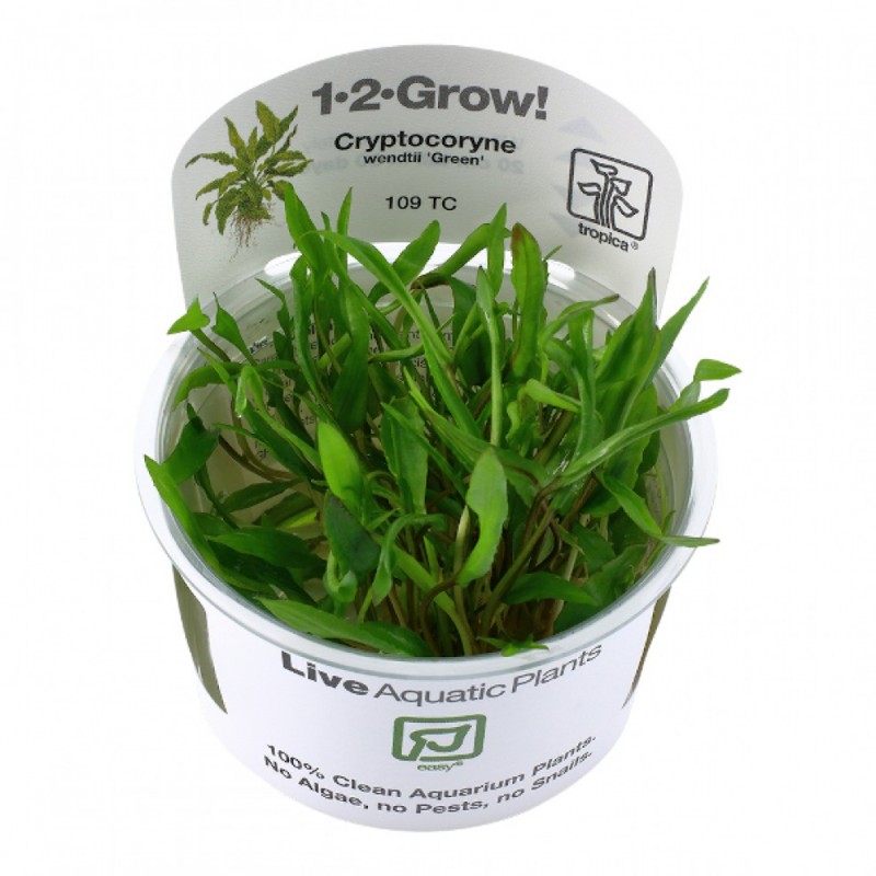 Cryptocoryne Wendtii Green - In Vitro Cup
