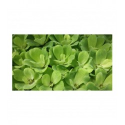 Stratiotes Pistia flottant