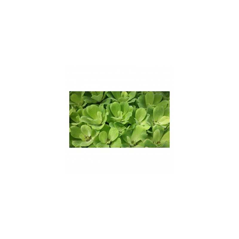 Pistia Stratiotes floating