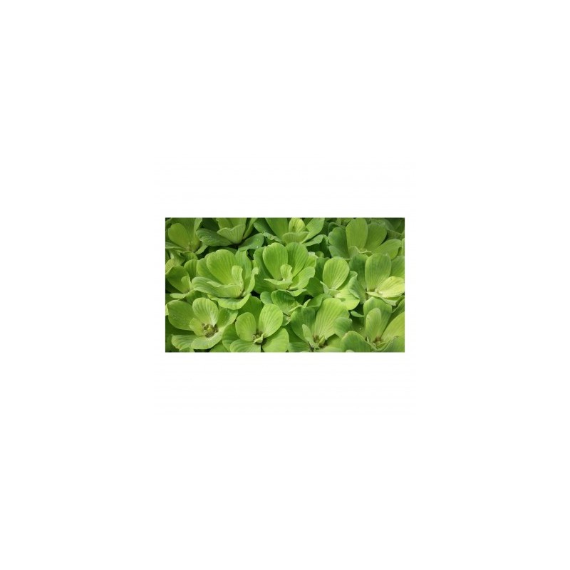 Pistia Stratiotes galleggiante