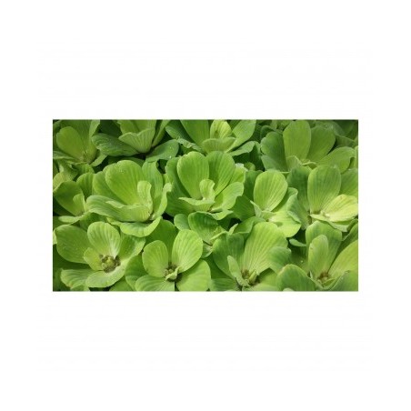 Pistia Stratiotes floating