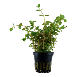 Rotala rotundifolia dans le pot - Tropica