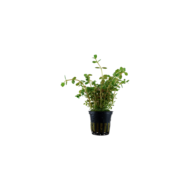 Rotala rotundifolia dans le pot - Tropica