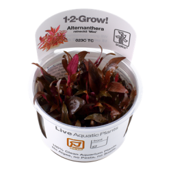 Alternanthera reinecii mini en coupe - Tropica
