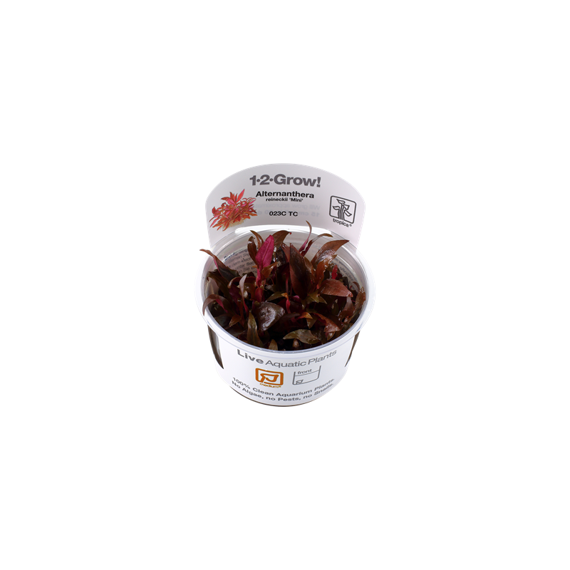 Alternanthera reinecii mini en coupe - Tropica