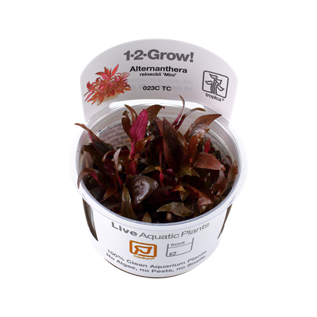 Alternanthera reinecii mini en coupe - Tropica
