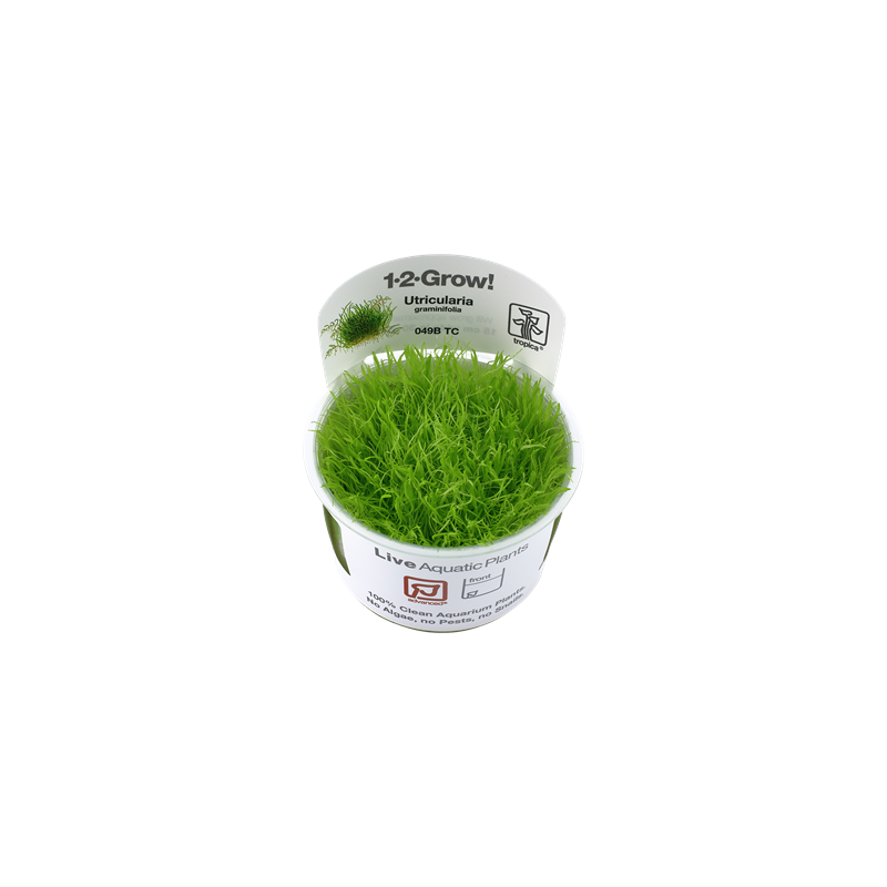Ultricularia graminifolia in cup