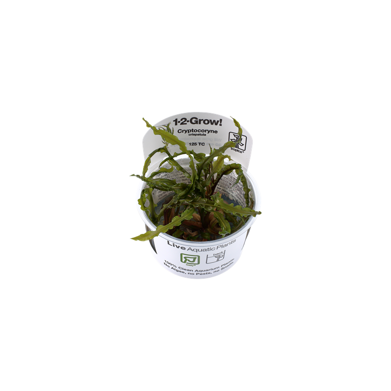 Cryptocoryne crispatule en coupe - Tropica