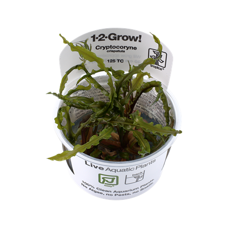Cryptocoryne crispatula in cup - Tropica