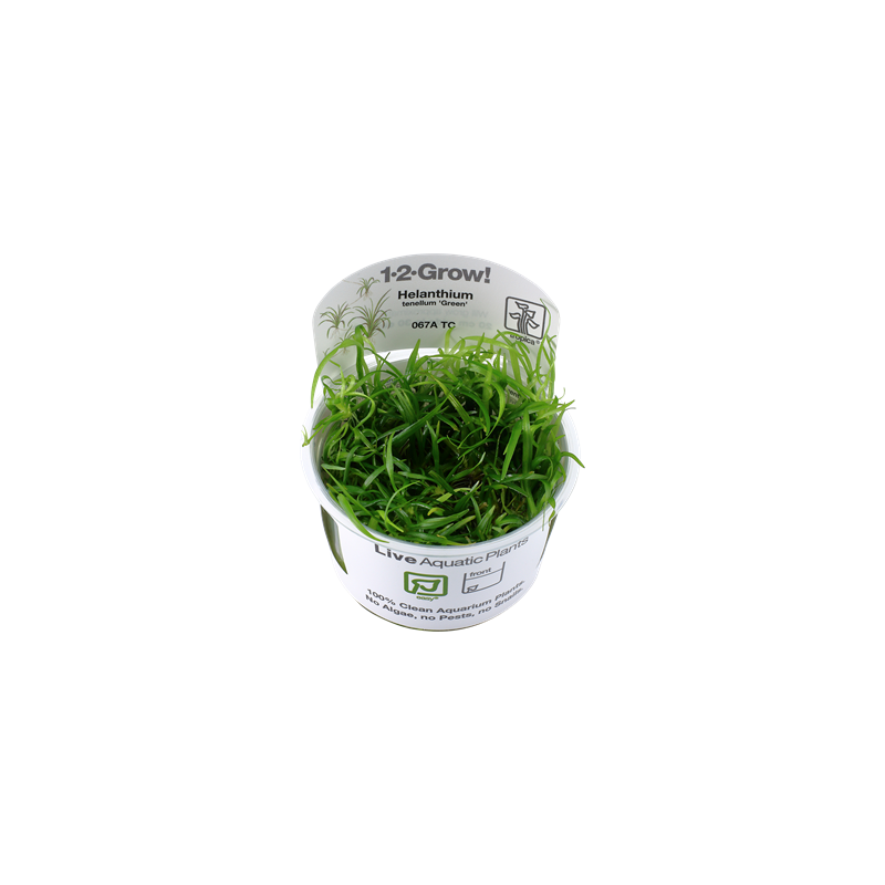 Helanthium tenellum green in cup