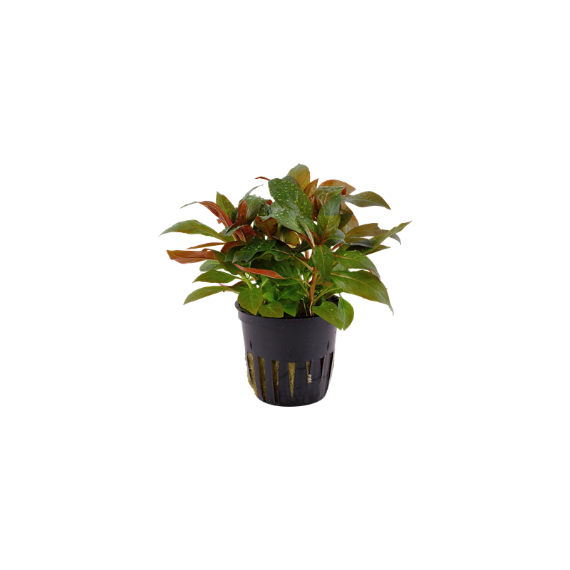 Ludwigia glansulosa