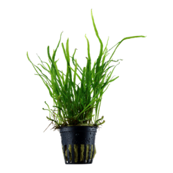 Microsorium Pteropus Trident in Jar - Tropica