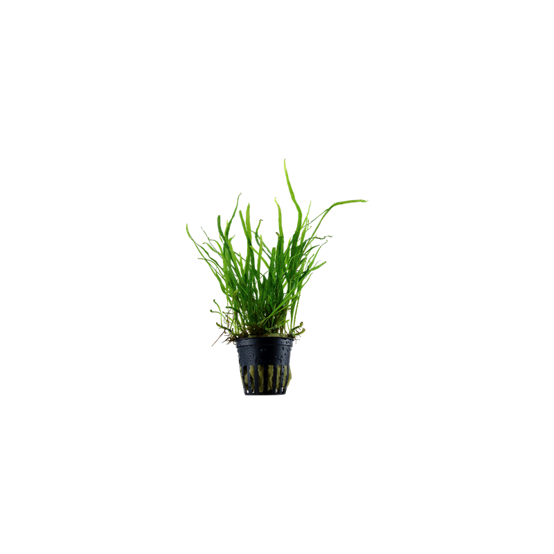 Microsorium pteropus trident in pot - Tropica