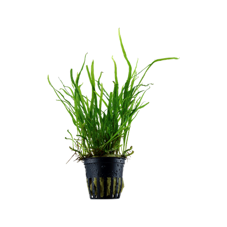 Microsorium pteropus trident in pot - Tropica