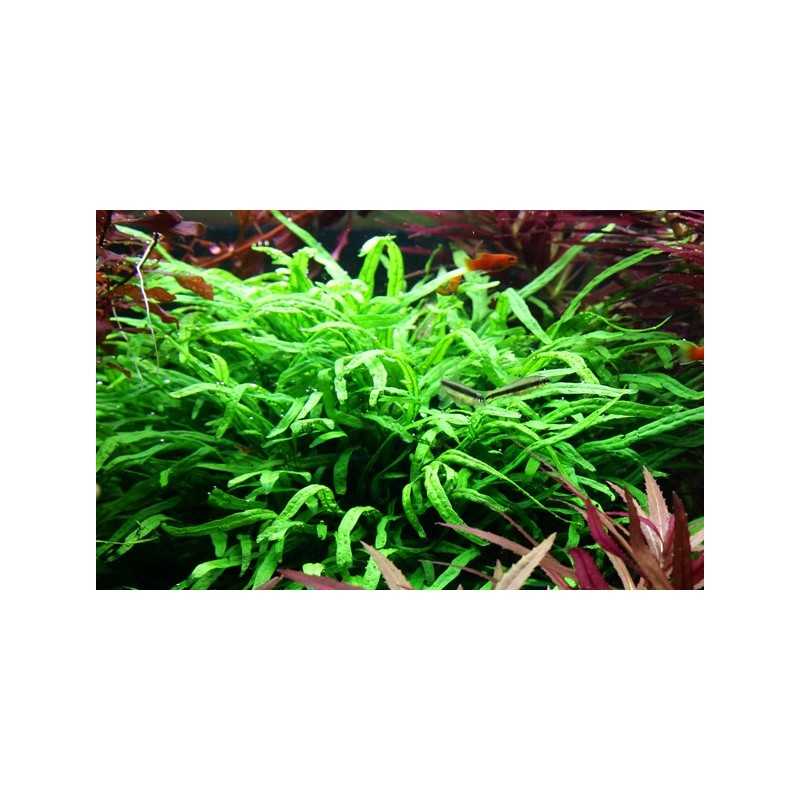 Microsorium Pteropus Trident in Jar - Tropica